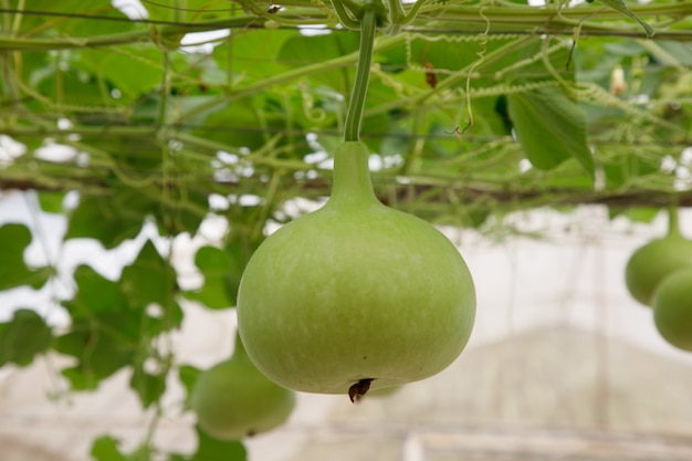 Closeup calabaza verde botella o calabaza calabaza en rama