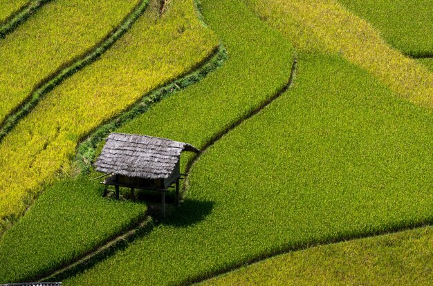 Closeup campos de arroz em terraços de Mu Cang Chai District, província de Yenbai, noroeste do Vietnã