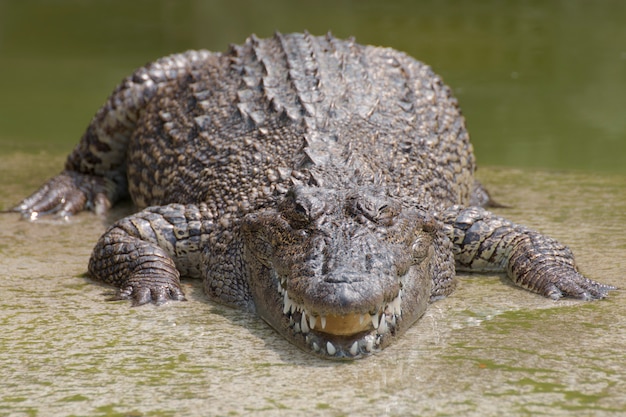 Closeup capítulos dos crocodilos.