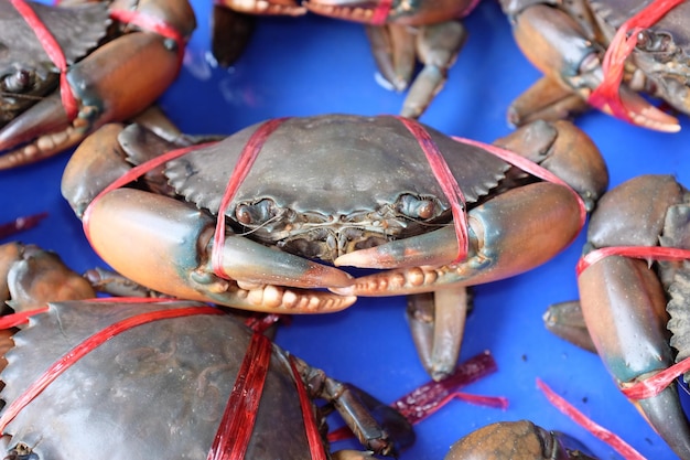 Closeup caranguejos vivos no mercado de frutos do mar Tailândia