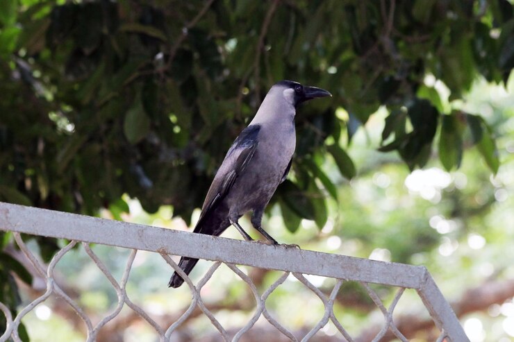 Closeup de la casa cuervo cuervo está sentado en los pájaros del árbol con fondo borroso