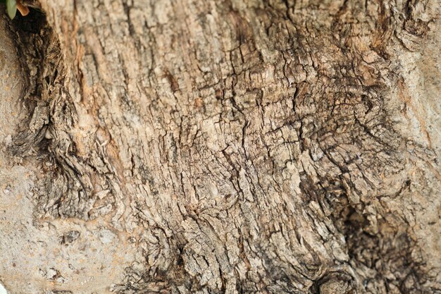 Closeup casca de oliveira, fundo abstrato de textura.