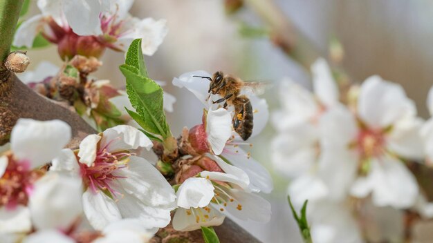 Closeup com abelha sentada na flor de amêndoa sugando néctar