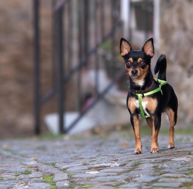 Closeup com cachorro chiwawa olhando para as ruas da vila