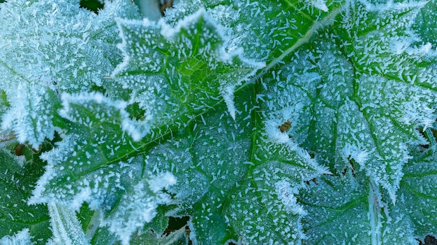 Closeup com folha verde gelada texturizada em uma manhã fria de inverno