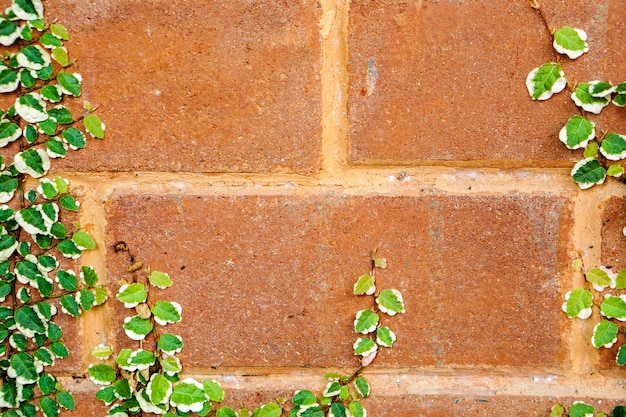 Closeup y cultivo de hojas de hiedra verde en la pared de ladrillo