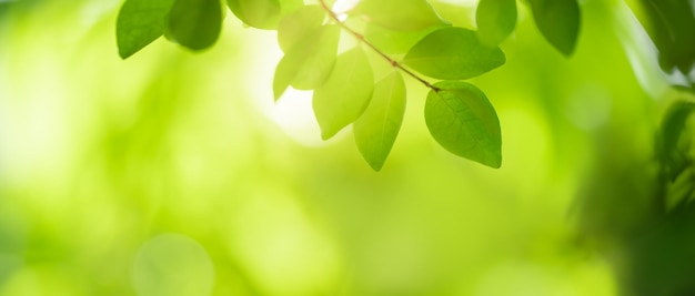 Closeup da bela natureza vista folha verde no fundo de vegetação turva no jardim com espaço de cópia usando como conceito de página de capa de fundo