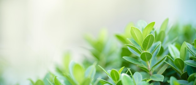 Closeup da bela natureza vista folha verde no fundo de vegetação turva no jardim com espaço de cópia usando como conceito de página de capa de fundo