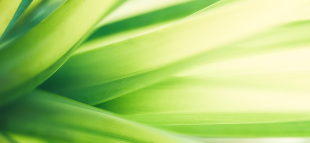 Foto closeup da bela natureza vista folha verde no fundo de vegetação turva no jardim com espaço de cópia usando como conceito de página de capa de fundo