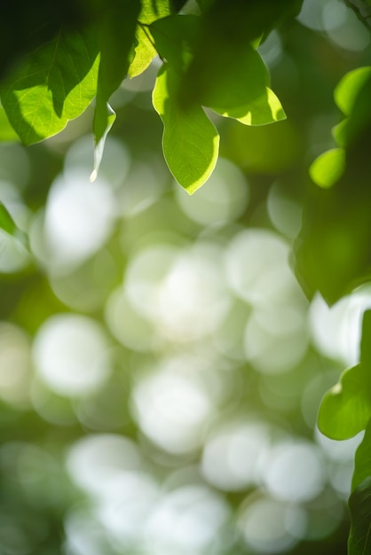 Closeup da bela natureza vista folha verde no fundo de vegetação turva no jardim com espaço de cópia usando como conceito de página de papel de parede de fundo