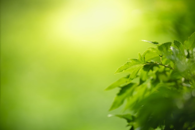 Closeup da bela natureza vista folha verde sobre fundo de vegetação turva no jardim com espaço de cópia usando como conceito de página de papel de parede de fundo