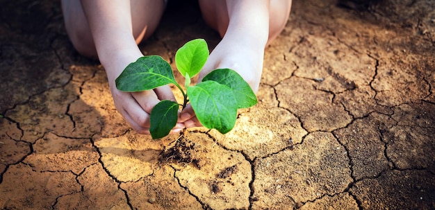 Closeup da mão da criança está segurando uma árvore Salvando o meio ambiente e o aquecimento global