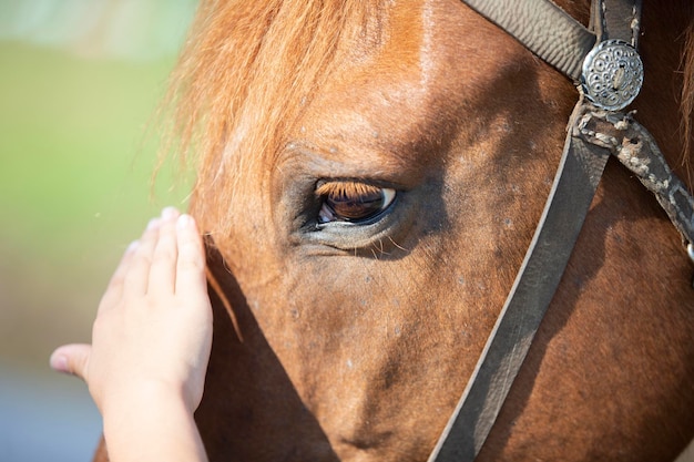 Closeup da mão de um homem acariciando o rosto de um cavalo