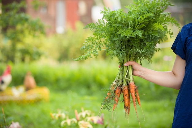 Closeup das mãos da mulher segurando um monte fresco de cenouras orgânicas jardinagem e conceitos de alimentos saudáveis