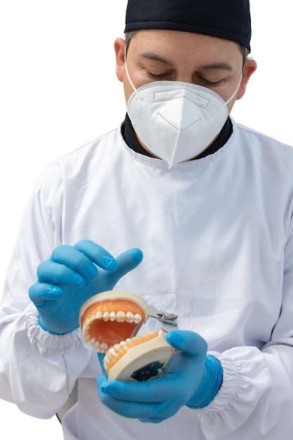Closeup das mãos de um dentista com luvas de látex segurando um modelo odontológico Conceito de clínica odontológica