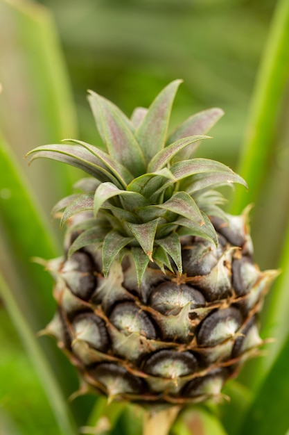 closeup de abacaxi na planta