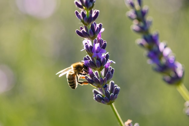 Closeup de abelha na bela lavanda florescendo no início do verão em um dia ensolarado com bokeh de fundo macio