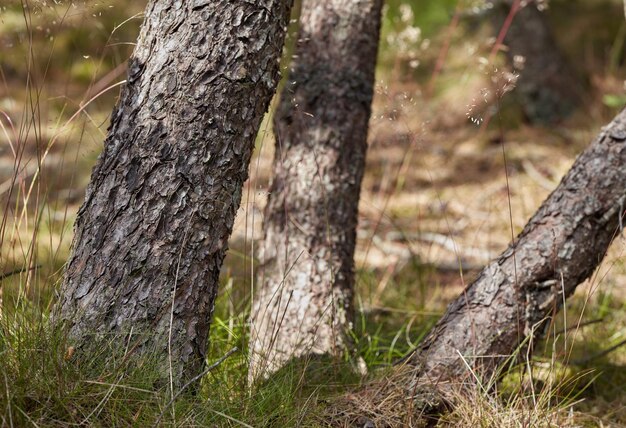 Closeup de abeto ou pinheiros crescendo em bosques tranquilos na Noruega Floresta verde de coníferas em floresta rural remota Conservação da natureza ambiental em serena calma pacífica área tranquila