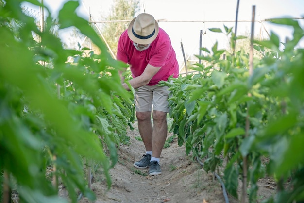 Closeup de agricultor envelhecido com chapéu entre plantas em seu campo orgânico Conceito agrícola