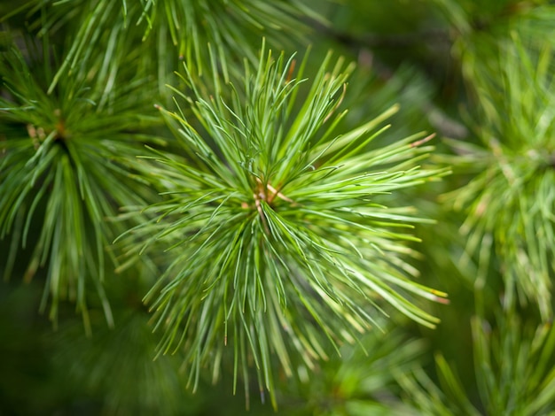 Closeup de agulhas de cedro verde