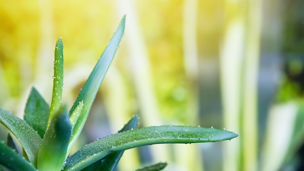 Closeup de aloe vera fresco verde