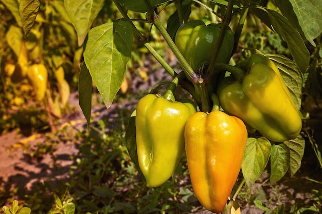 Closeup de amadurecimento de pimentão na plantação de pimenta em casa Pimentão doce amarelo e laranja fresco