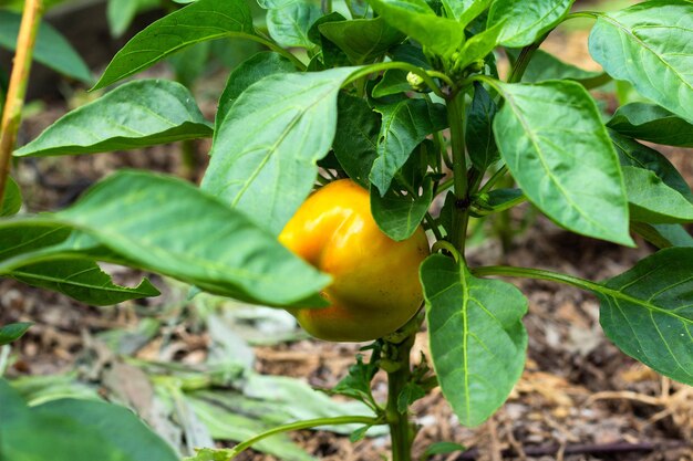 Closeup de amadurecimento de pimentas na plantação de pimenta orgânica