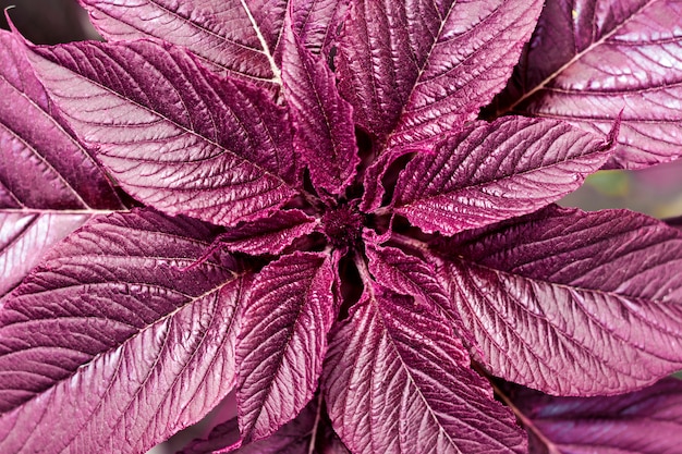 Closeup de amaranto vermelho (Amaranthus cruentus)