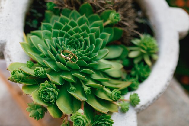 Closeup de anéis de casamento em uma planta de pedra rosa da família suculenta