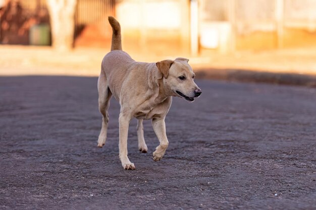 Foto closeup de animal mamífero cachorro na rua