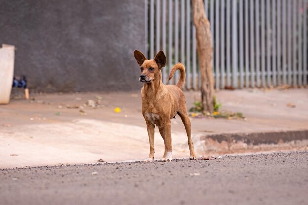 Foto closeup de animal mamífero cachorro na rua