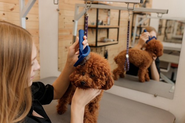 Closeup de aparador feminino escovando o cabelo do cabelo de cachorro poodle Teacup com pente após o banho no salão de beleza Cabeleireiro de animais de estimação mulher fazendo penteado na clínica de spa veterinária