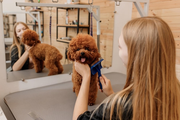 Closeup de aparador feminino escovando o cabelo do cabelo de cachorro poodle Teacup com pente após o banho no salão de beleza Cabeleireiro de animais de estimação mulher fazendo penteado na clínica de spa veterinária