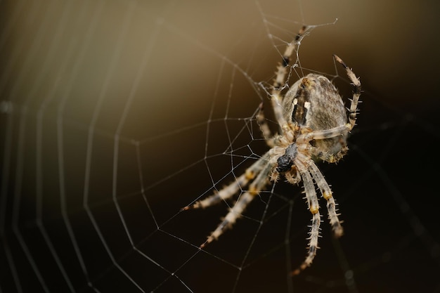 Foto closeup de aranha cruzada na web