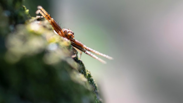 Closeup de aranha de calçada Macrofotografia Fundo desfocado