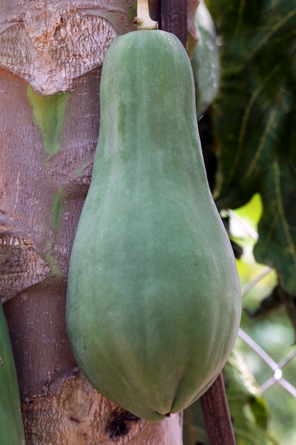 Closeup de árvore de papaia com frutas verdes