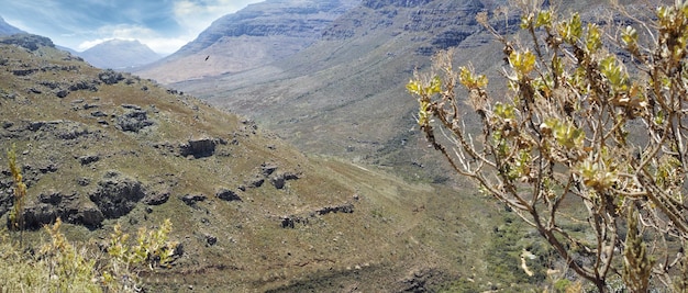 Closeup de árvores e plantas crescendo em uma montanha na zona rural durante o verão Paisagem cênica e vista panorâmica de um ambiente natural isolado e tranquilo com colinas e pedregulhos na natureza