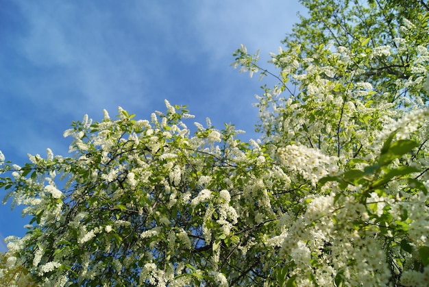 Closeup de árvores floridas de primavera de cereja de pássaro florescendo