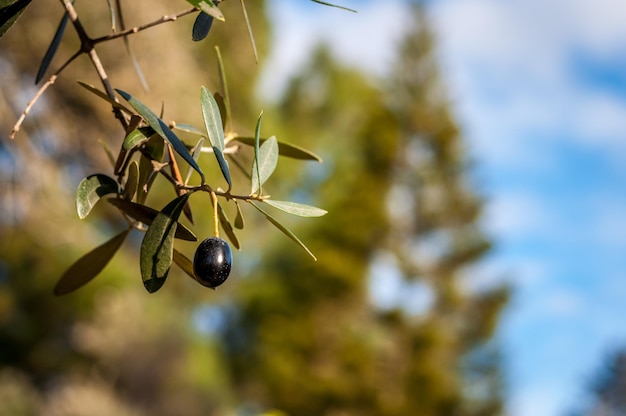 Closeup de azeitona em uma árvore