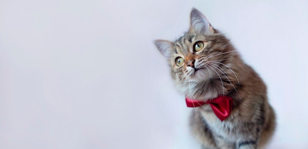 Closeup de banner de um gato cinza engraçado com uma gravata borboleta vermelha, sentado em um fundo de estúdio branco e olhando para cima Publicidade criativa Cursos on-line o conceito do banner de educação a distância remota