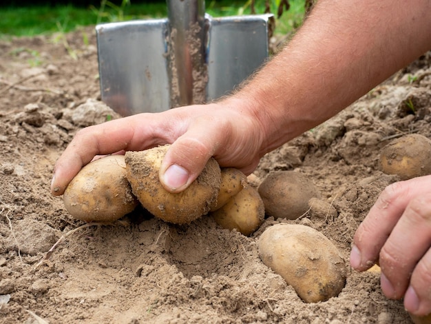 Closeup de batatas frescas escavadas do chão nas mãos Uma pá no fundo O conceito de colheita