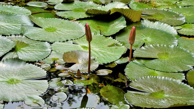 Closeup de bela planta de Nymphaea lotus também conhecido como lírio de água de lótus egípcio etc