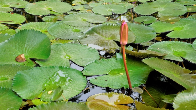 Closeup de bela planta de Nymphaea lotus também conhecido como lírio de água de lótus egípcio etc