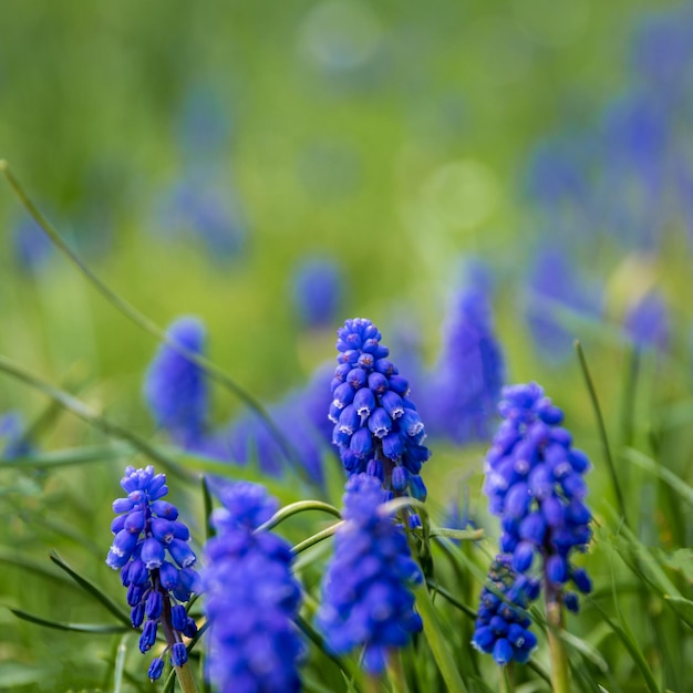 Closeup de belas campainhas roxas ou muscari