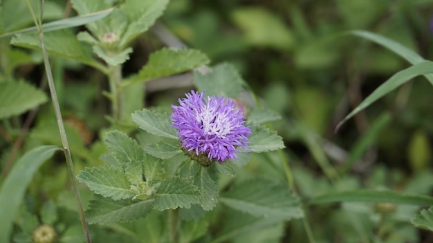 Closeup de belas flores de Centratherum punctatum também conhecido como margarida de cotovia e flor de botão brasileiro