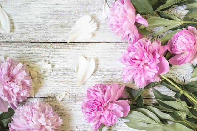 Closeup de belas flores peonie rosa com pétalas na mesa de madeira branca. Postura plana.