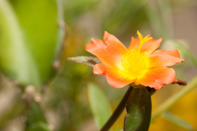 Closeup, de, bonito, laranja, portulacaceae, flor, jardim