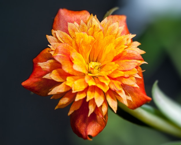 Closeup, de, bonito, laranja, portulacaceae, flor, jardim