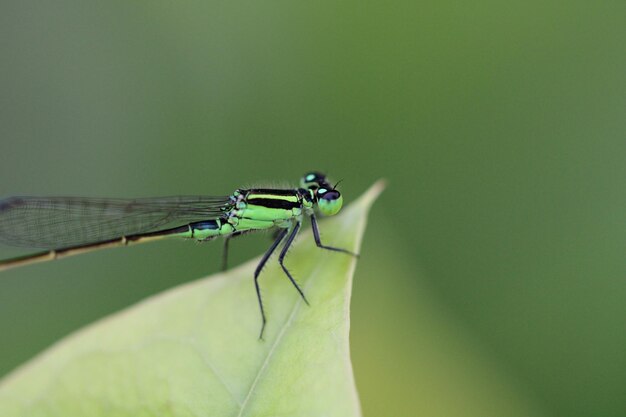 closeup de bug de animal selvagem verde libelinha