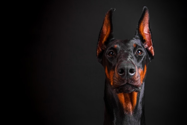 Closeup de cabeça de cachorro Doberman em um fundo escuro